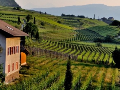 Che cos'è il terroir